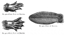 Illustration of a fore foot, a hind foot showing webbing, and the tail of a beaver
