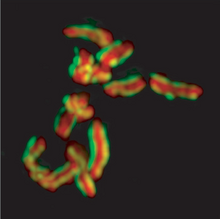 Záběr na mitotické chromozomy, zvýrazněné červeně, zeleně a žlutě