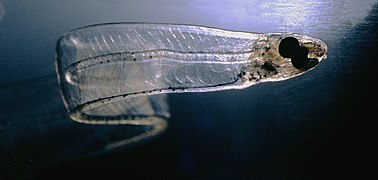Eel larva drifting with the gulf stream