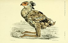 line drawing of long-legged chick