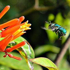 The green orchid bee Euglossa dilemma of Central America