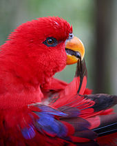 Red parrot with yellow bill and wing feathers in bill