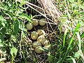 Een nest met 10 eieren.