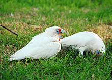 Two mainly white-plumaged cockatoos on what appears to be a lawn. One cockatoo is standing upright and has a long upper mandible and orange-pink feathers its face and chest. The other cockatoo has its head in the grass with its bill not visible.