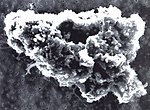 Comet dust microscopic photo.jpg