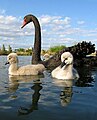 Black swan and cygnets