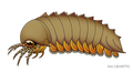 Image 30Reconstruction of Mollisonia plenovenatrix, the oldest known arthropod with confirmed chelicerae (from Chelicerata)