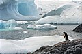 Image 18Few creatures make the ice shelves of Antarctica their habitat, but water beneath the ice can provide habitat for multiple species. Animals such as penguins have adapted to live in very cold conditions. (from Habitat)