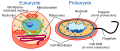 Image 41 Eukaryote versus prokaryote (from Marine prokaryotes)