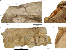 Closeups of the Irritator challengeri holotype's upper jaw and teeth