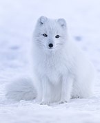 Arctic fox in the snow facing the viewer