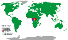 Distribution of the Great Apes.png