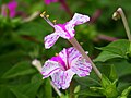 Květ Mirabilis jalapa