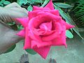Пурпурна троянда з Керали, Індія