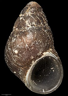 Eatoniella (Dardanula) mortoni (Ponder, 1965) (AM MA71262).jpg