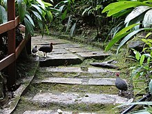 Three crimson-headed partridges along a paved path with vegetation next to it