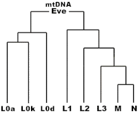 Zjednodušená schéma postupných mutácií v ľudskej mtDNA