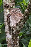 Papuan frogmouth resembles a broken branch.