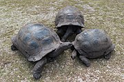 Tortoises on Curieuse island