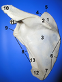 Left scapula. Posterior view. Acromion is "10"