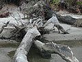Image 6 Driftwood (from Marine fungi)