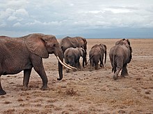 Elephants in Kenya.jpg