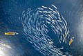 Image 106Predator fish sizing up schooling forage fish (from Marine food web)