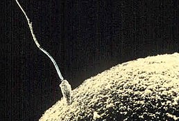 Тваринний сперматозоїд з хвостовим джгутиком намагається злитися з яйцеклітиною