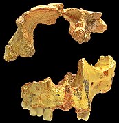 Rostro juvenil de Homo antecessor.