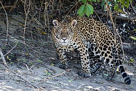 Jaguaras Brazilijos Pietų Mato Groso valstijos Pantanalio šlapynėse