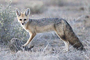 Brown and gray fox in the grass
