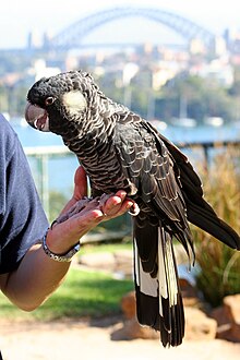 A mainly black cockatoo perched on a left hand on a sunny day. The cockatoo has a ring on its right leg. The Sydney Harbour Bridge is in the distance
