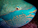 السمك الببغاء يتواجد في جزر فرسان حيث يقام مهرجان الحريد السياحي
