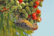 Red-crowned woodpecker (Melanerpes rubricapillus rubricapillus) female.jpg
