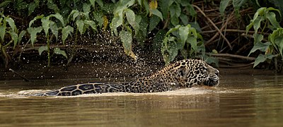 Jaguaro patelė šiauriniame Pantanalyje. Jaguarai puikiai jaučiasi vandenyje