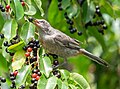 Image 9Gray catbird with a chokeberry in Prospect Park