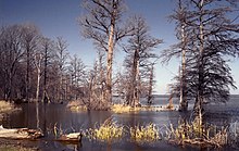 Photograph of Reelfoot Lake in West Tennessee, formed by the 1811–1812 New Madrid earthquakes
