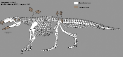 Skeleton restoration