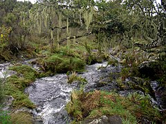 Río Naremoru, que discurre por el bosque nuboso.