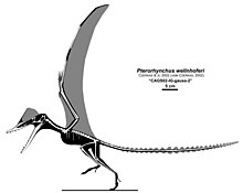Pterorhynchus.jpg