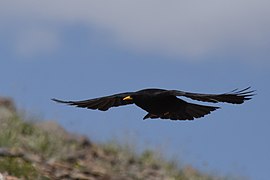 Yellow-billed chough, Pin Valley