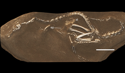 Halszkaraptor escuilliei holotype.png