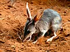 Macrotis lagotis - bandicut conejo.jpg