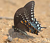 Papilio troilus01.jpg