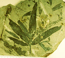 A fossil leaf, four elongate leaves branch off from the same point on the stem
