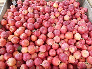 Јаболка во селото Љубојно