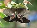 30. A pillangófélék családjába tartozó közönséges mormon pillangó (Papilio polytes) az indiai Kadavúrban (javítás)/(csere)