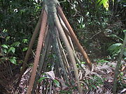 Stilt roots in Socratea exorrhiza palm