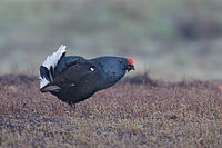 Black grouse male displaying