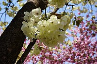 Prunus serrulata 'Grandiflora' A. Wagner (Ukon) với những bông hoa màu vàng hiếm thấy, được phát triển trong thời kỳ Edo của Nhật Bản. Một trong những giống được chọn cho Giải thưởng Garden Merit của Anh Quốc.